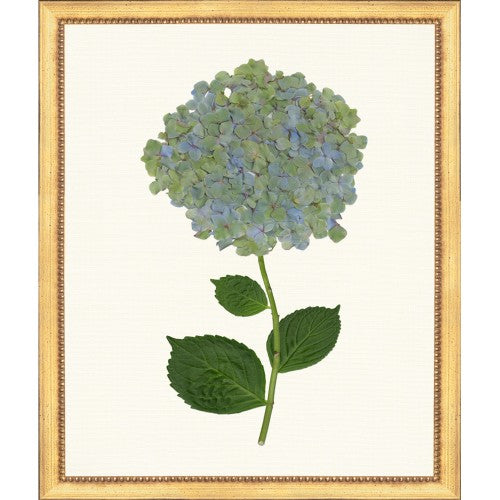 TLC- HYDRANGEA 24 20