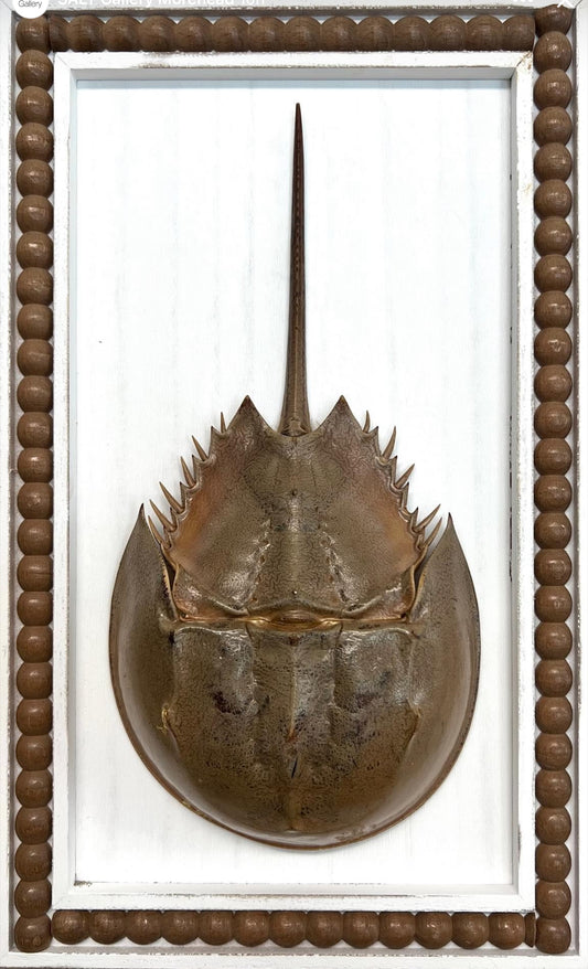 Framed Horseshoe Crab by Sydnor Greene