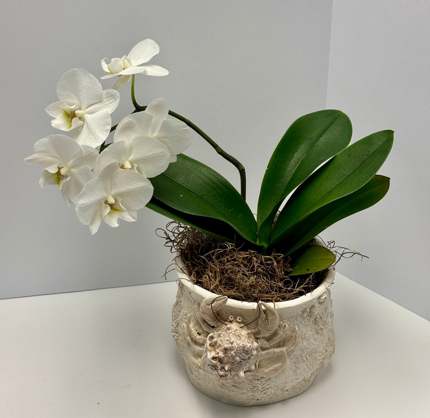 Ceramic Orchid Pot with Hermit Crab by Gail Williams