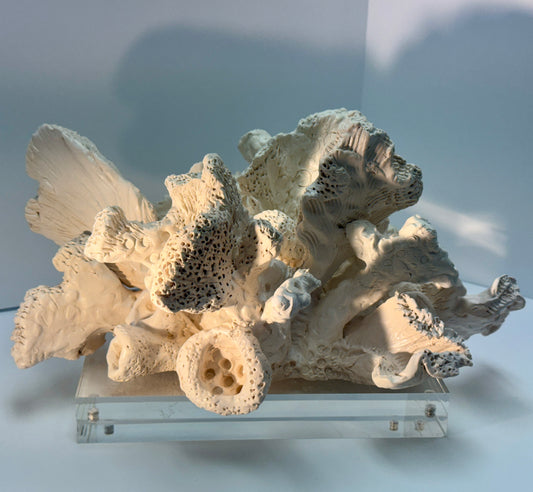 Sculptured Coral by Gail Williams