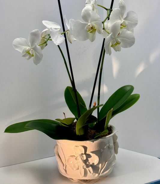 Ceramic Orchid Pot with Orchid” by Gail Williams