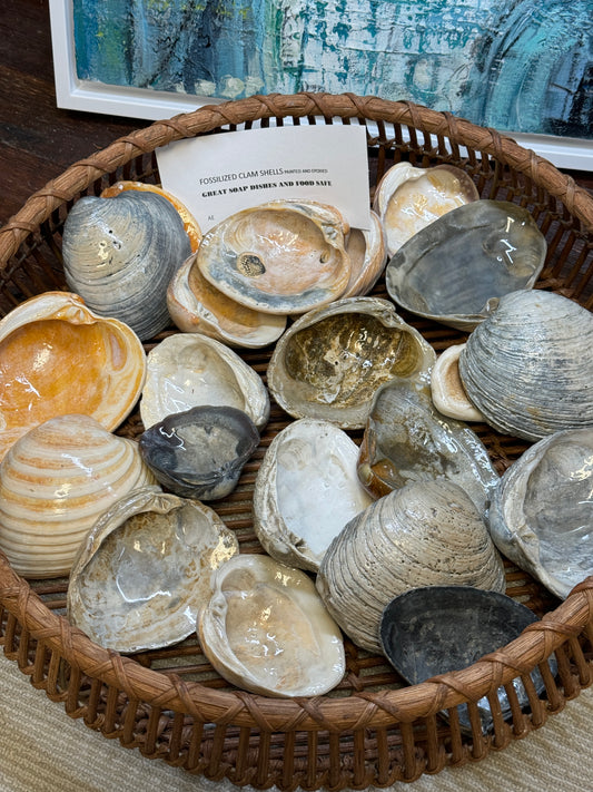 Clam Shells by Allyson Gray Edwards