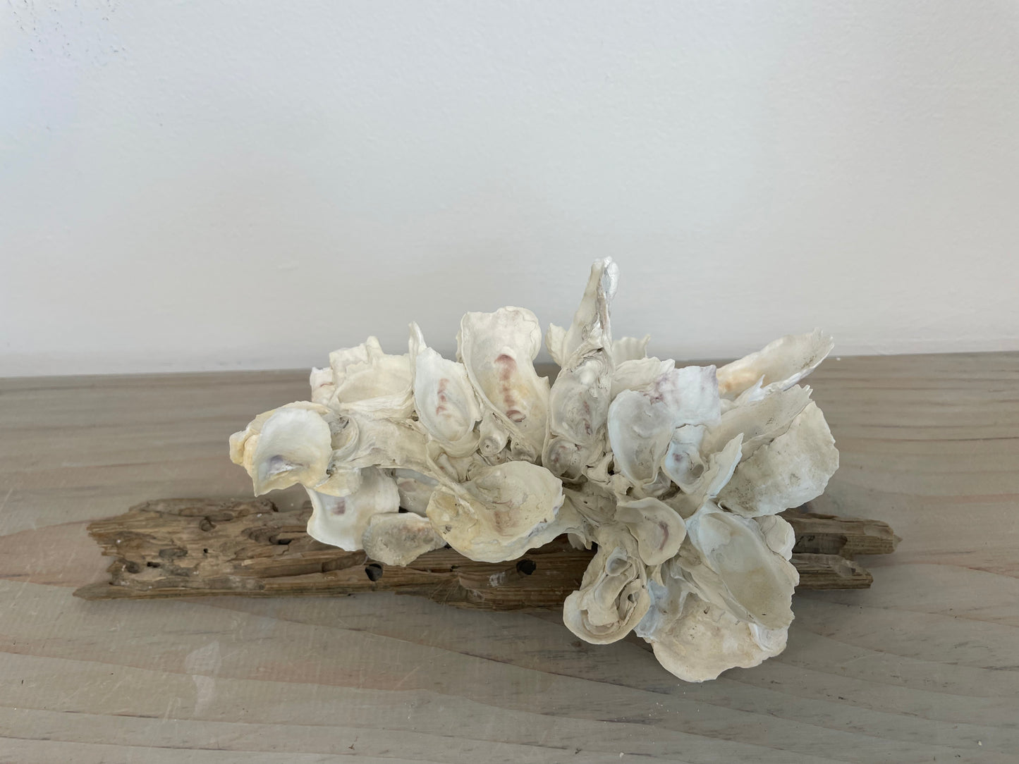 Oyster and Driftwood Sculpture by Sydnor Greene