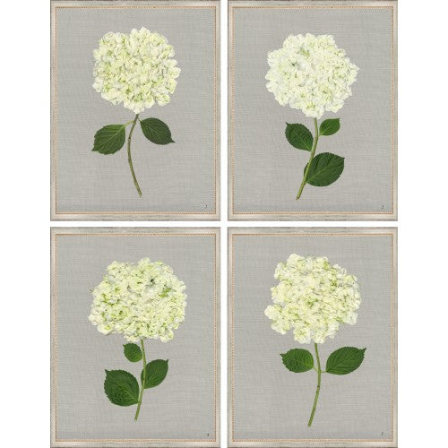 Giclee Print Hydrangeas